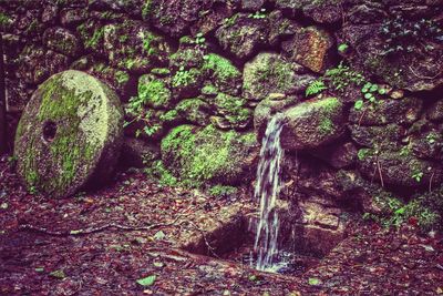 Moss growing on rocks