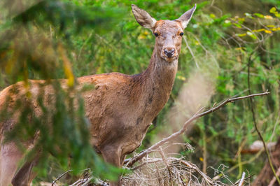 Portrait of deer
