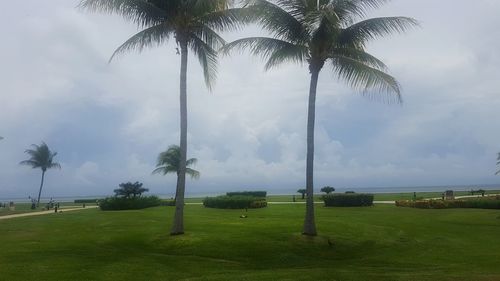 Palm trees by sea