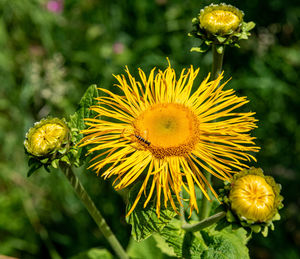 Close-up of yellow flowering plant