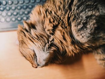 Close-up of cat sleeping