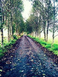 Dirt road amidst trees