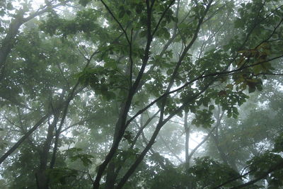 Low angle view of trees in forest