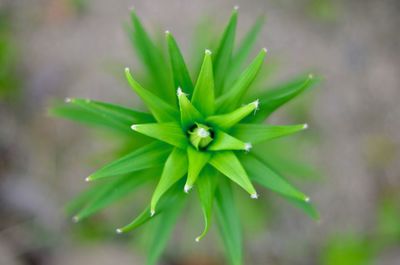 Close-up of succulent plant