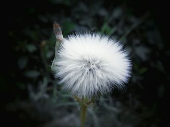 Close-up of dandelion flower