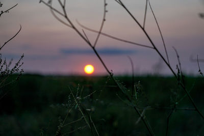 Close-up of plants on field against sky during sunset