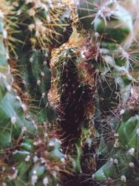 Close-up of spider web