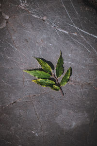 High angle view of leaves on plant