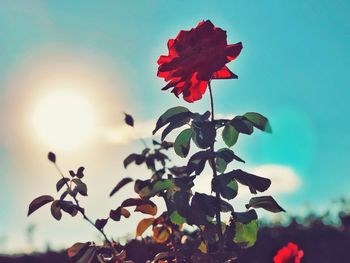 Low angle view of red flowering plant against sky