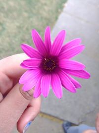 Close-up of purple flower