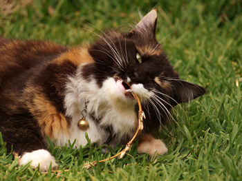 Close-up of cat biting twig while lying on field