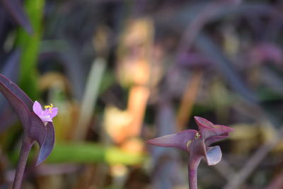 Close-up of pink flowers blooming outdoors