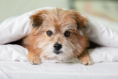 Portrait of dog resting on bed