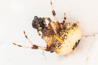 Close-up of spider hunting prey