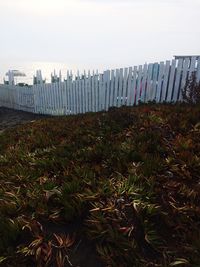 Grass on beach against clear sky