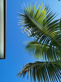 Low angle view of palm tree against clear blue sky