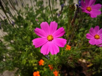 Close-up of pink cosmos flowers