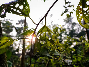 Close-up of raindrops on leaves