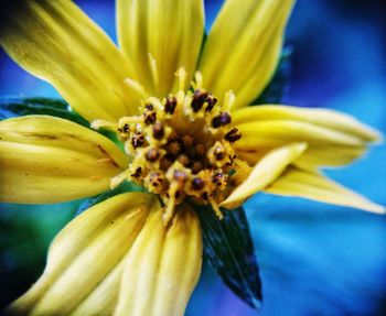 Close-up of blue flower