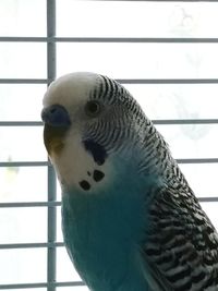 Close-up of parrot in cage