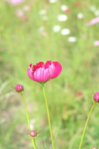Close-up of pink tulip flower on field