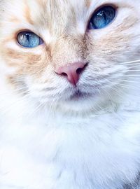 Close-up portrait of a cat