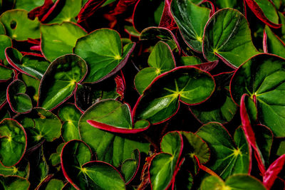 Full frame shot of green leaves