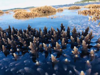 Close-up of coral in sea