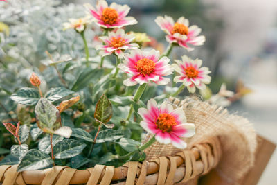 Close-up of pink daisy flowers in basket