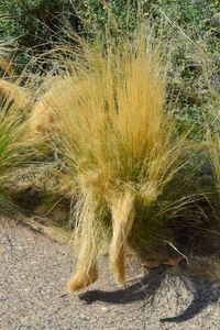 Close-up of grass