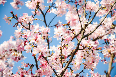 Low angle view of cherry blossoms against sky