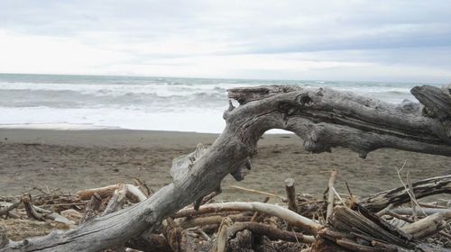 Driftwood on beach against sky