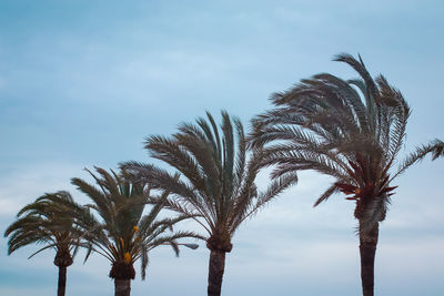 Palm trees during a windy day with copy space