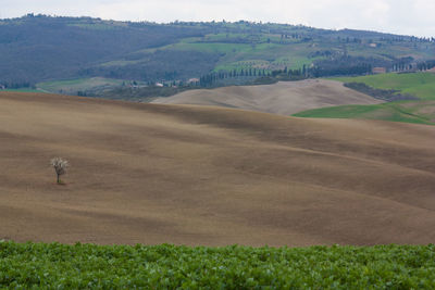 Scenic view of agricultural field against sky