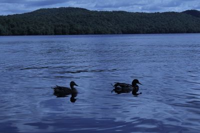 Ducks swimming on lake against sky