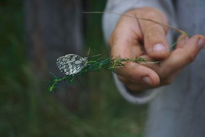 A hand holding a plant with a butterfly on it 