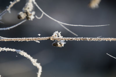 Close-up of vapor trail during winter