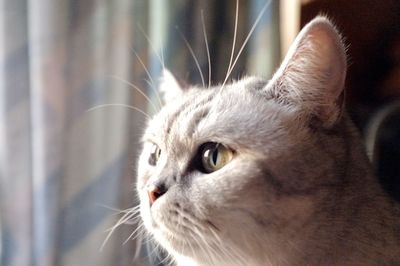 Close-up of cat looking away