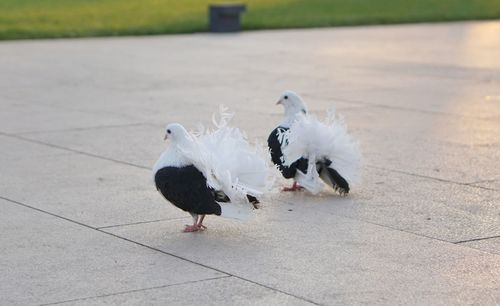 Two birds on the footpath