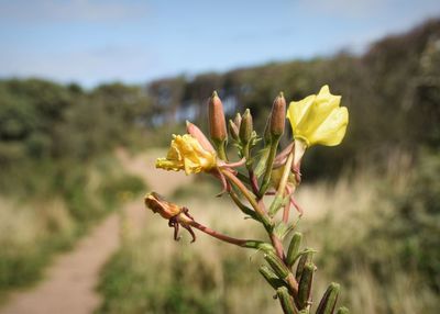 Close-up of yellow flowering plant