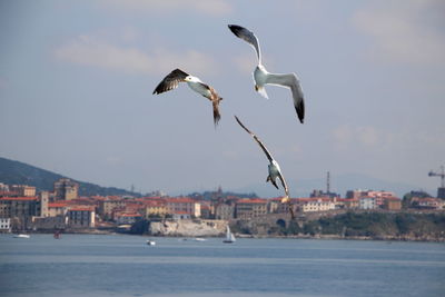 Seagulls flying over sea in city