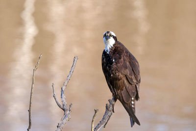 Close-up of bird perching on branch