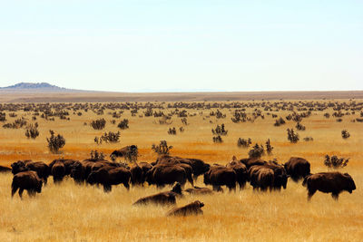 Herd of bison on landscape against clear sky