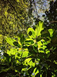 Low angle view of flowering plants and trees in forest