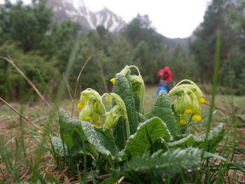 Close-up of plant growing on field