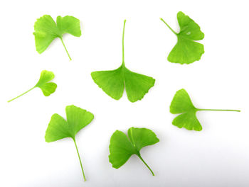 Directly above shot of green leaves on white background