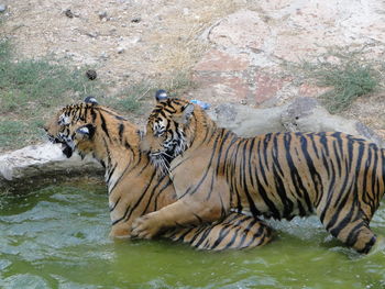 Zebras in a lake