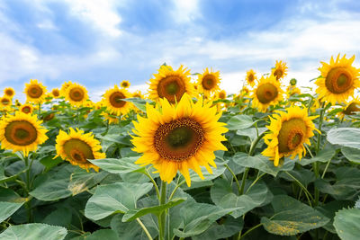 Close-up of sunflowers on field