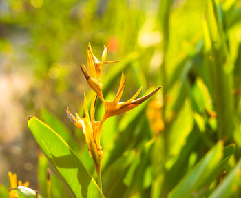 Close-up of plant growing in field