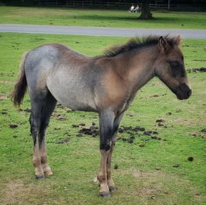Horse standing in a field